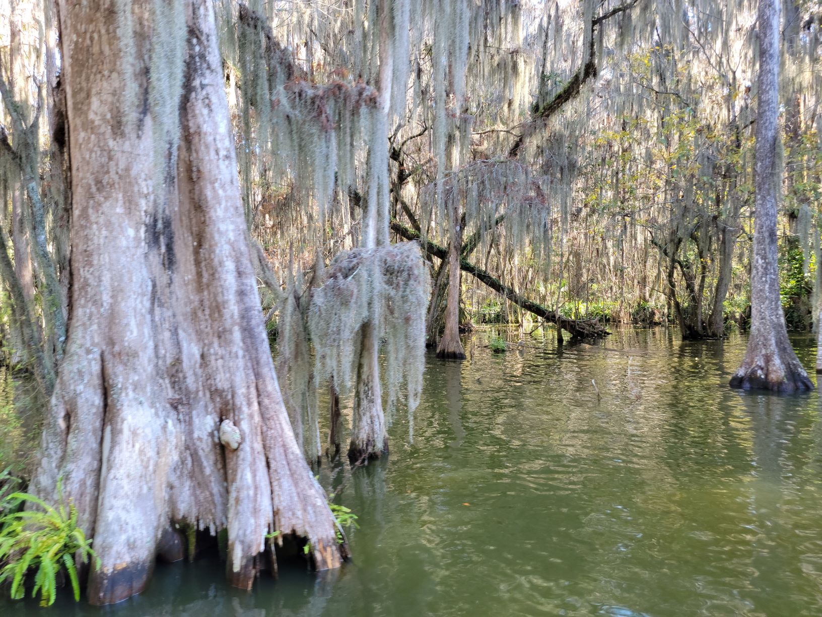 Cypress live hundreds of years in the Elfin River and Dora Canal in Lake County, Florida 