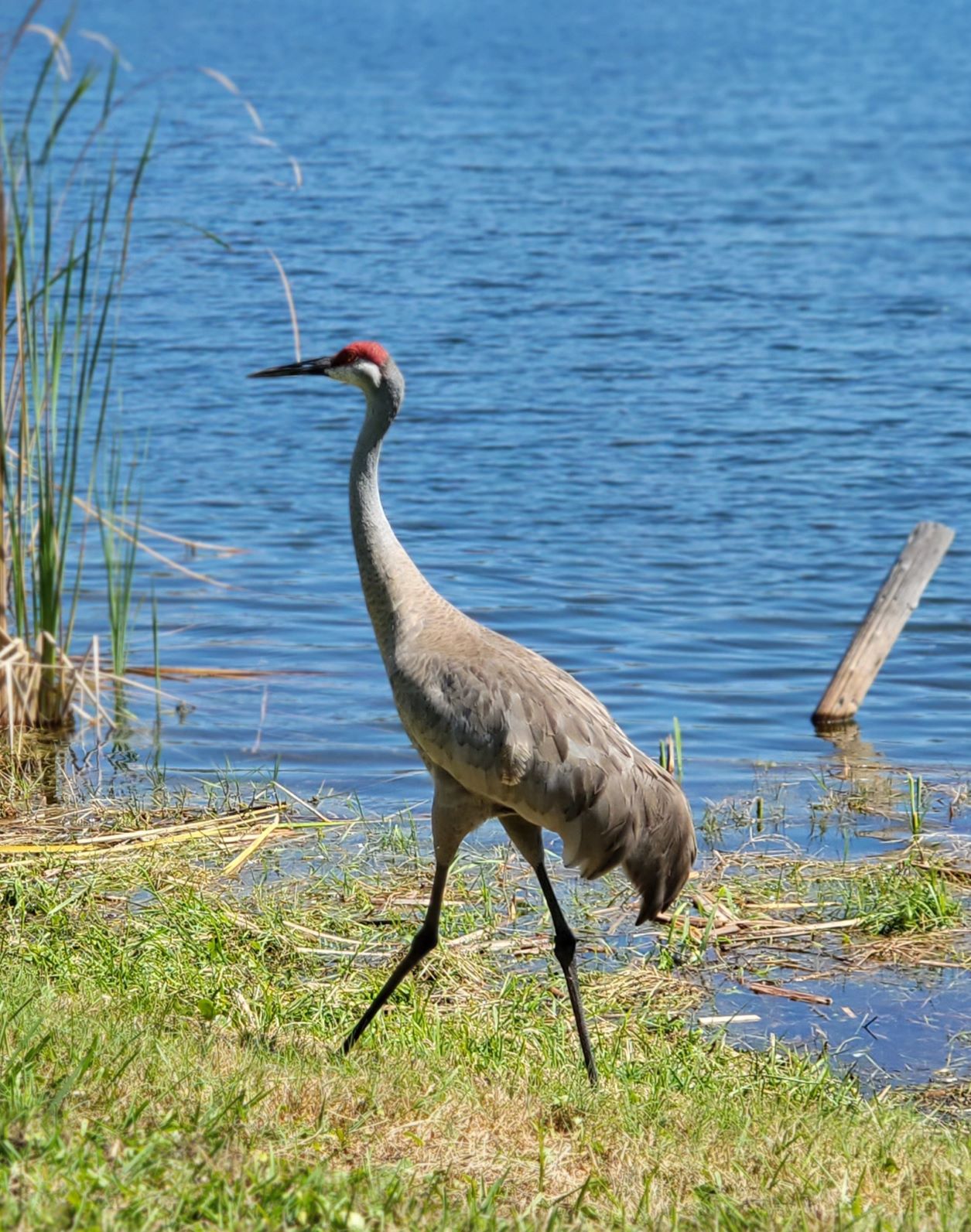 Florida sandhill cranes rule the shoreline around lakes