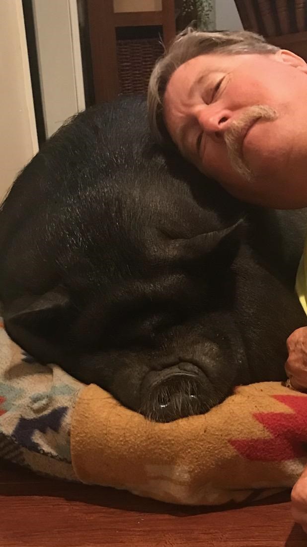 Craig Miley and Bitcoin, a 250-pound pet pig