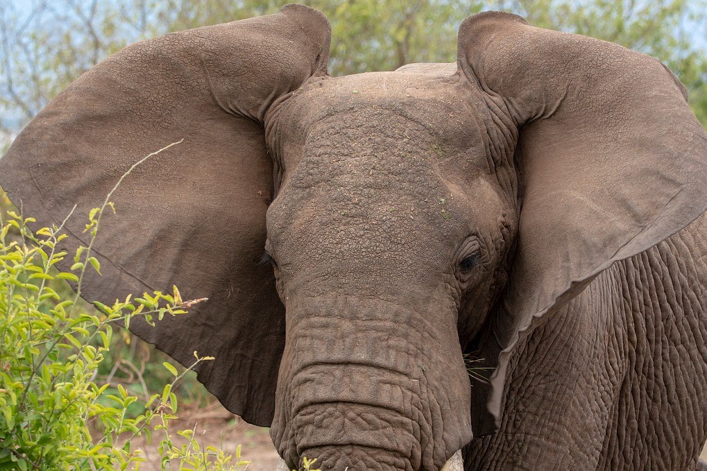 Researchers found elephants can recognize individual voices more than a half mile away