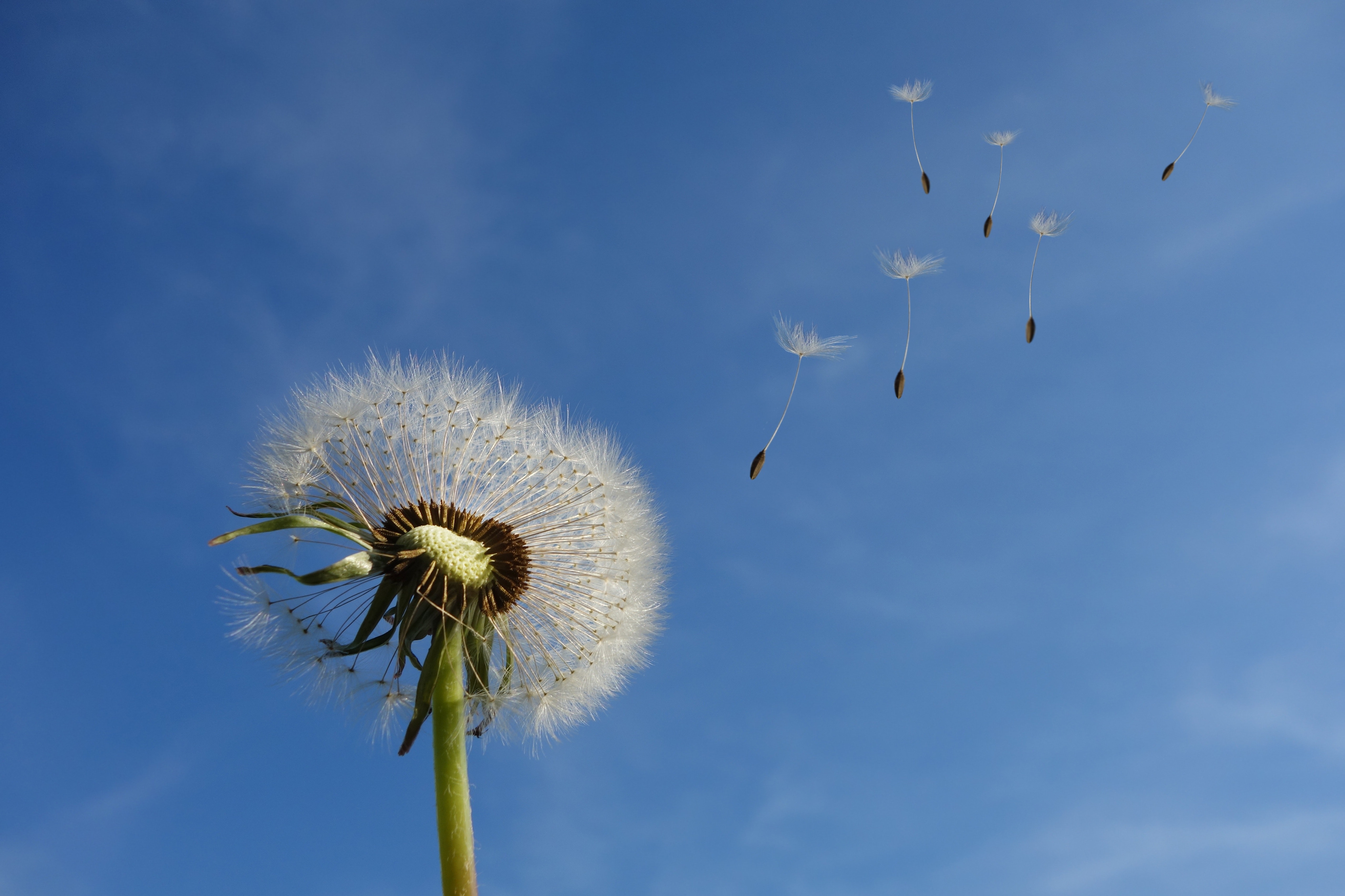 A dandelion with its seeds blowing in the wind
