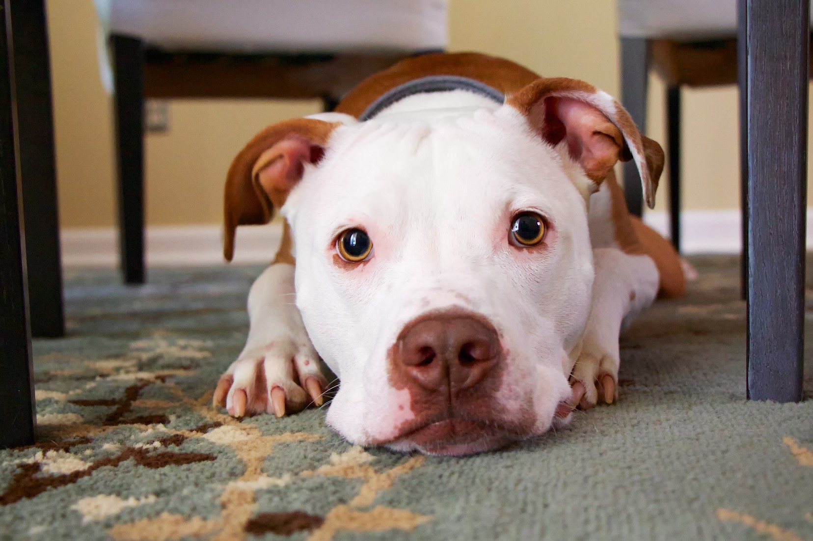 pitbull laying on a carpet