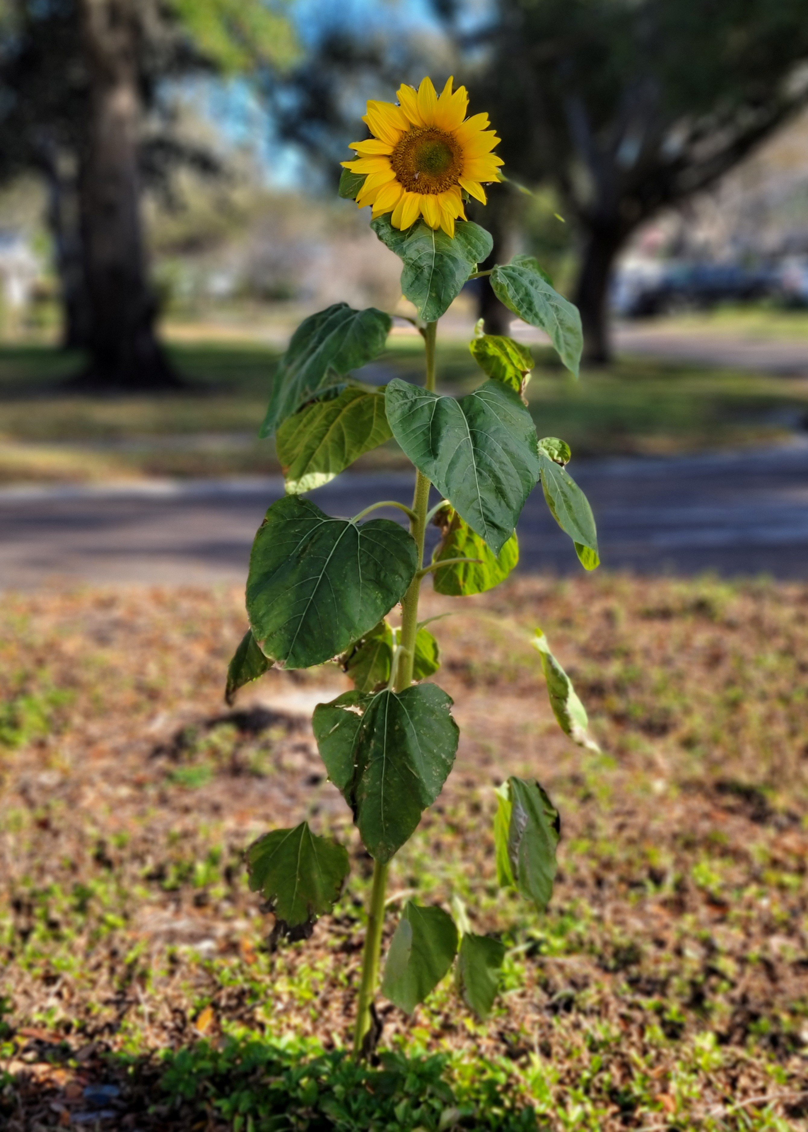 This hardy sunflower grows in winter with no care.