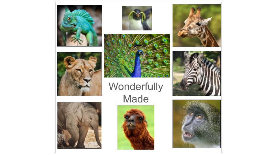God's creations are wonderfully made.