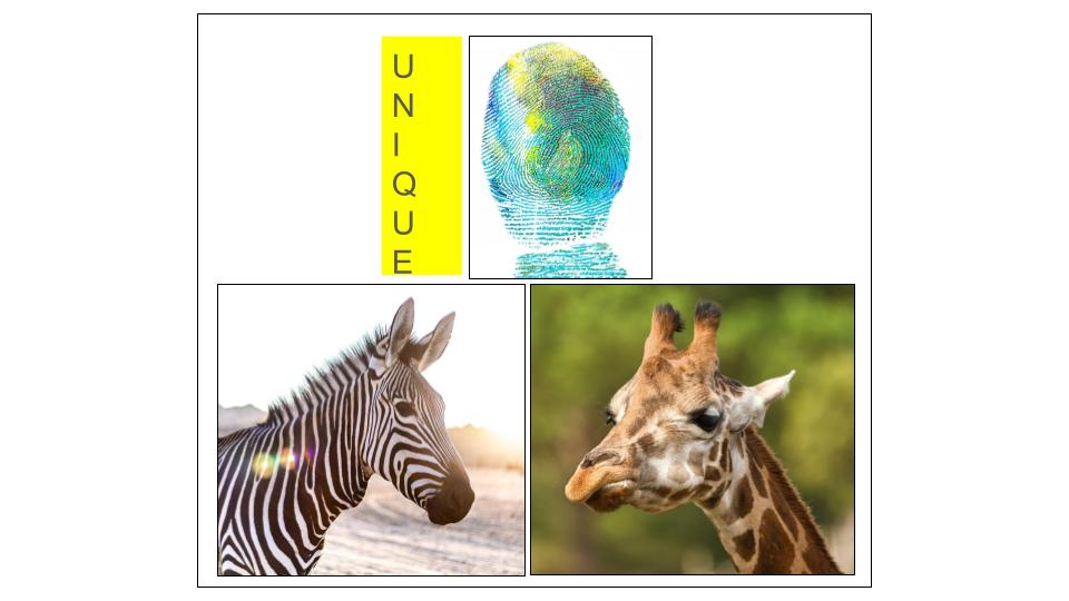 Human fIngerprints are unique, as are zebra stripes and giraffe spots