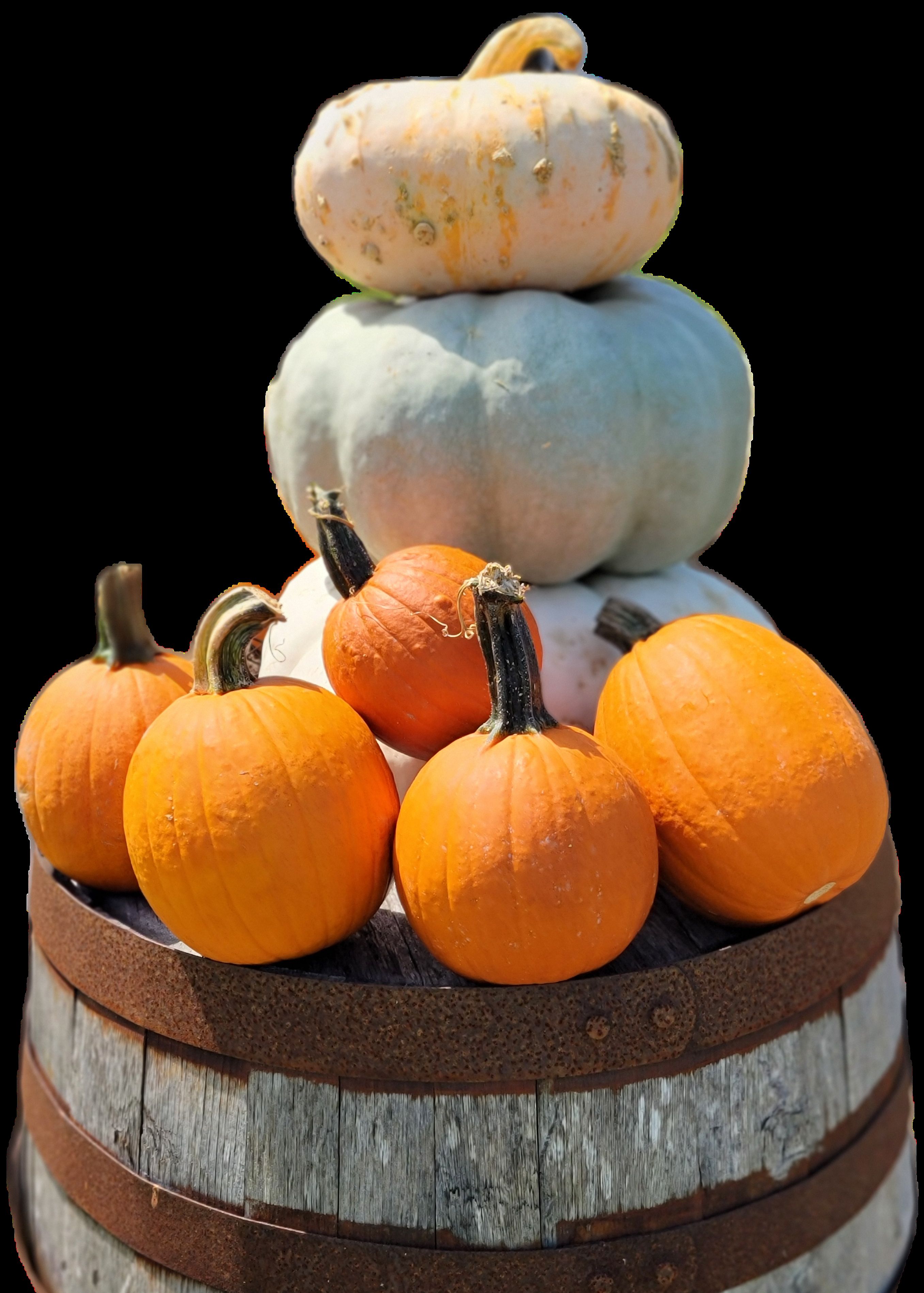 Creativity takes ordinary pumpkins and creates a live sculpture.