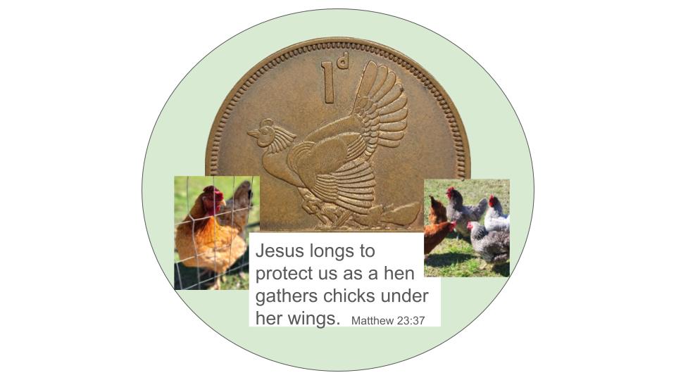 Hens protect chicks under their wings.