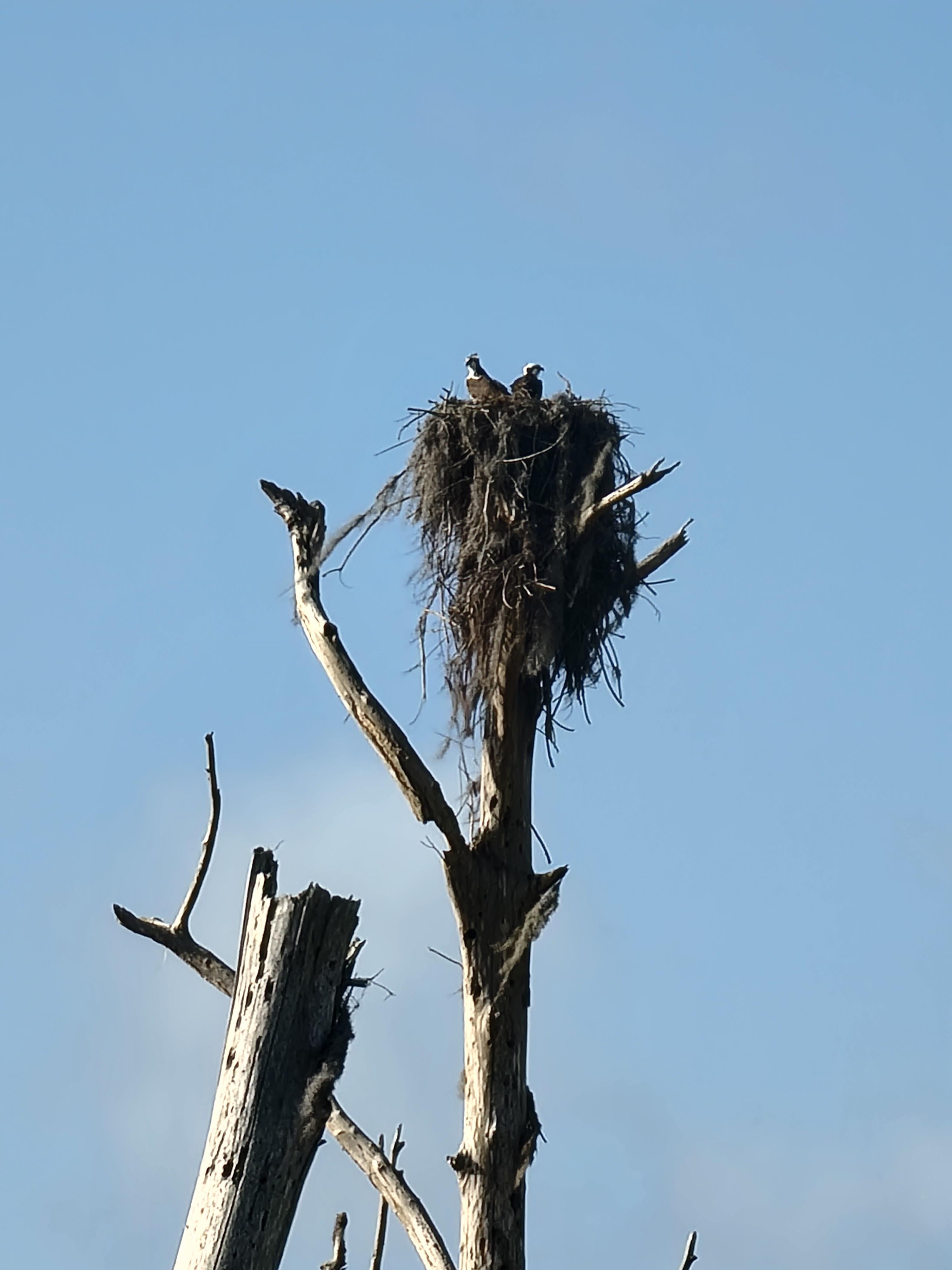 Osprey survey the marsh from their secure high perch.