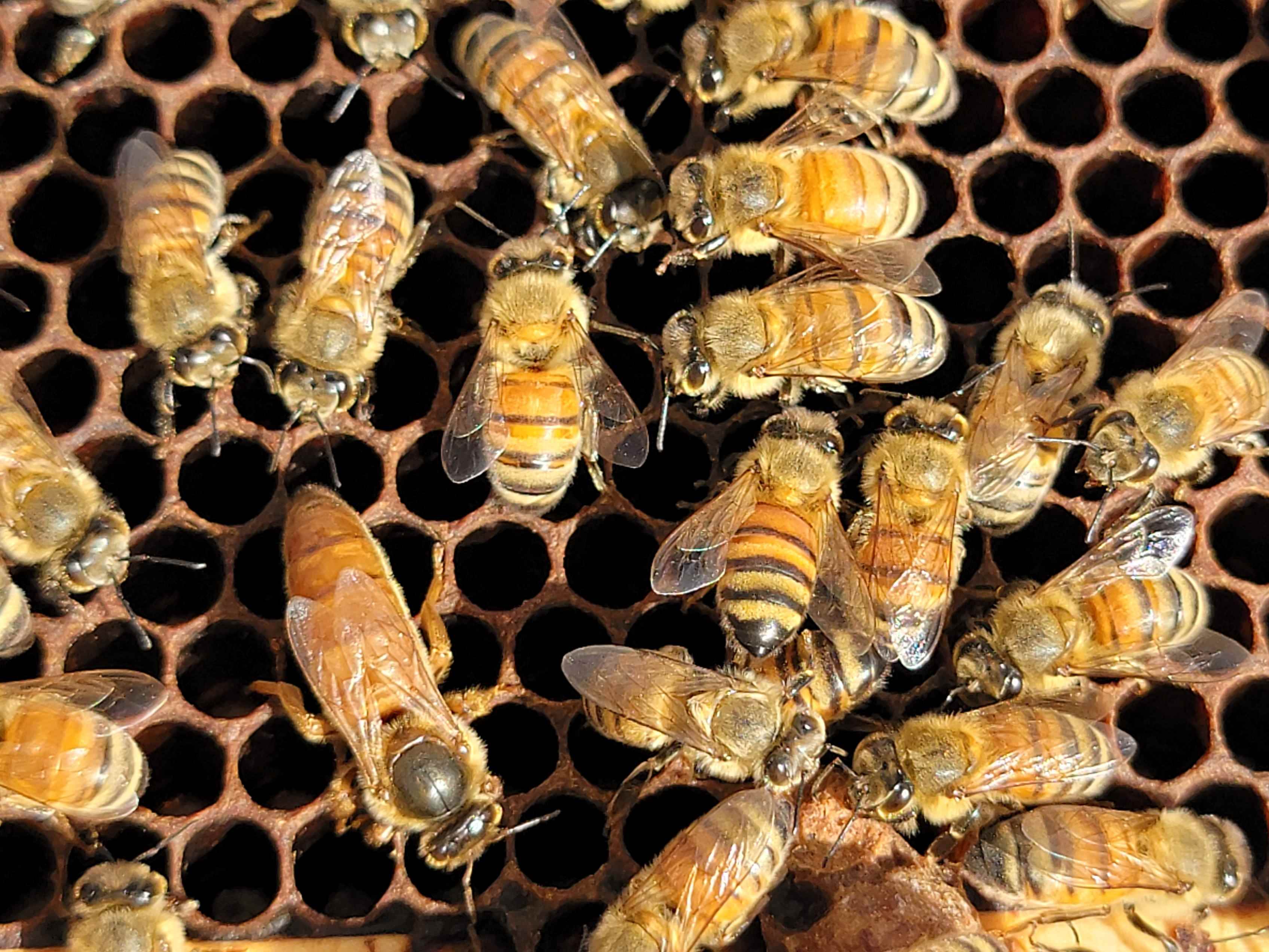 Can you tell which is the queen honey bee?