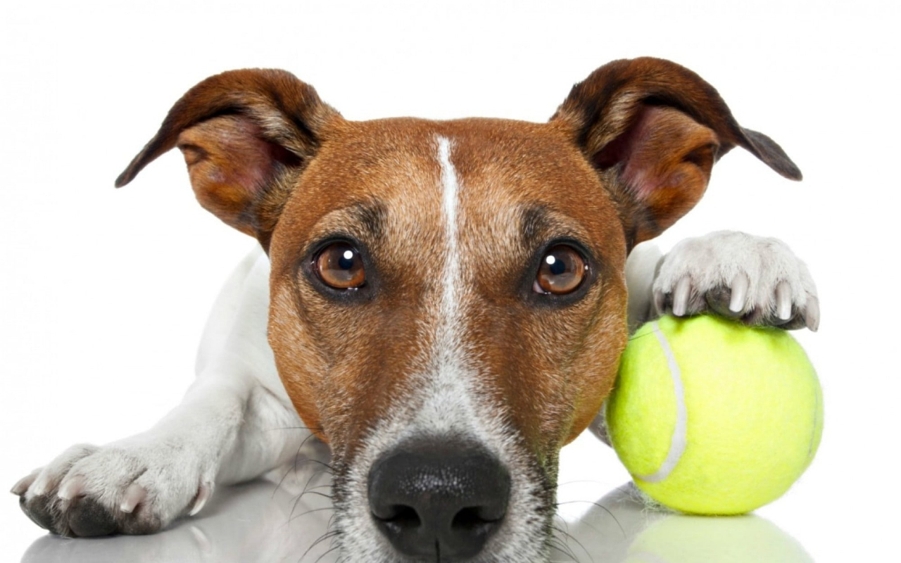 Dog looking longingly next to a tennis ball