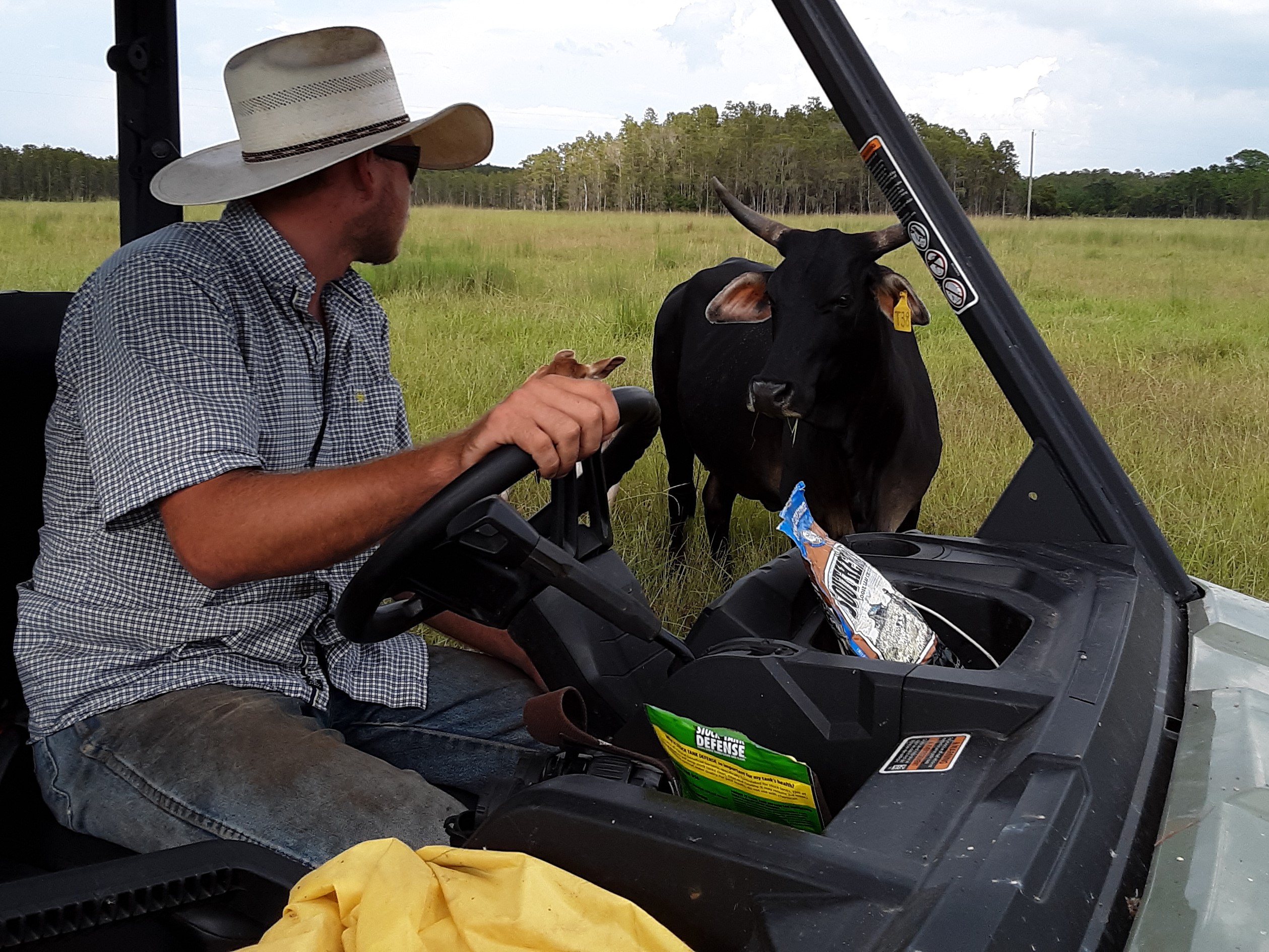 A man sitting in a farm vehicle near a cow in a field